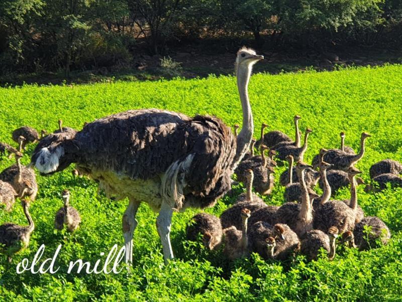 Old Mill Lodge, Seasonal Working Ostrich Farm & Restaurant, Oudtshoorn Exterior foto